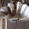 Giant sea shell in black house